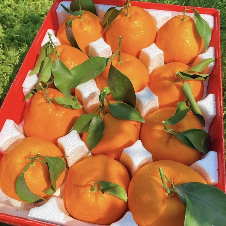 【当天摘】超甜四川春见耙耙柑粑粑柑春见丑橘当季新鲜采摘水果橘子