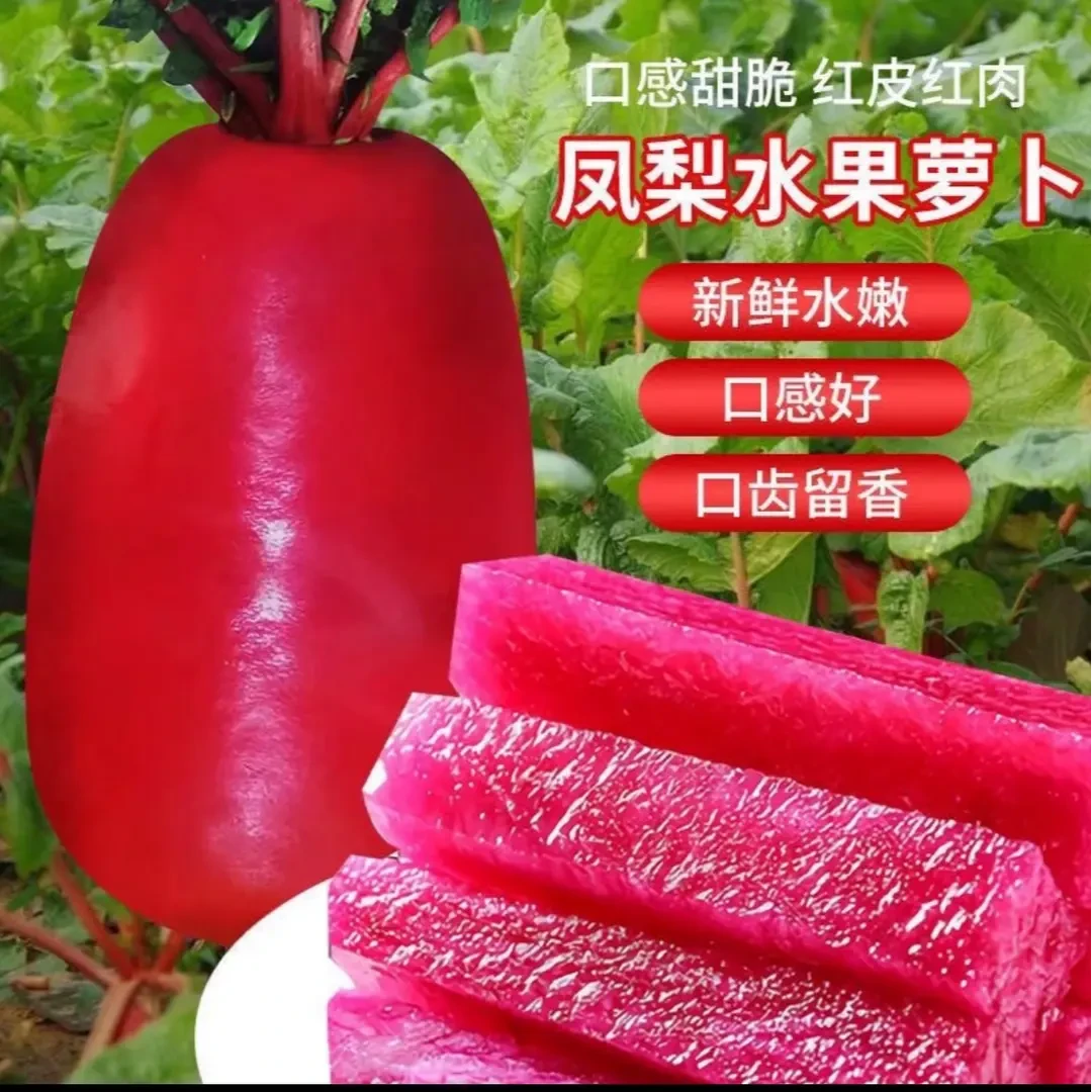 【凤梨水果萝卜种子】正品凤梨萝卜红皮红肉种籽四季农家蔬菜种子