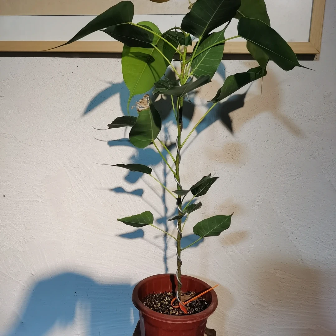 【国礼圣菩提】佛祖正道菩提树后代，国家植物园菩提树取枝条扦插