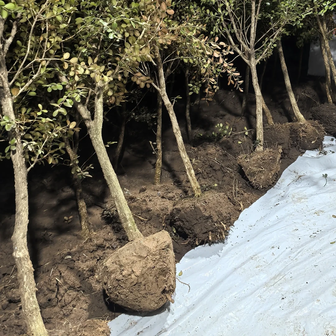 瓜子黄杨树小苗 高1.5 - 1.8米 耐寒四季长青