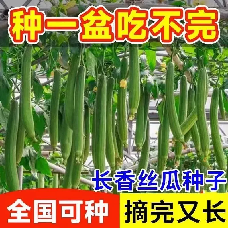 【买一送一】香嫩长丝瓜种子长香丝瓜蔬菜种子大全耐热超长丝瓜