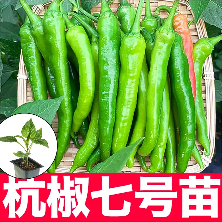 杭椒辣椒带土发货 青辣椒优质穴盘苗坐果好 四季高产阳台易种易活