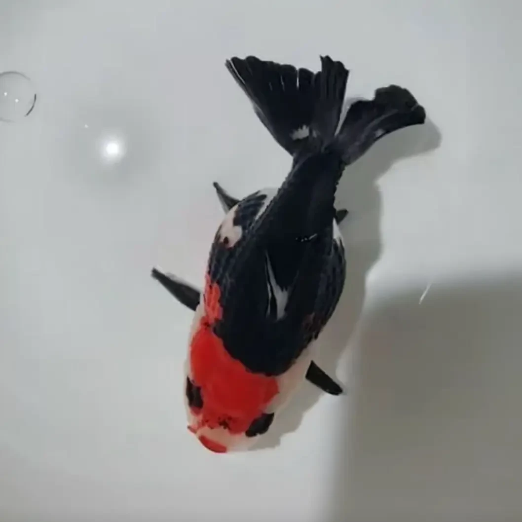 新疆直发包邮冷水观赏鱼金鱼玛丽泰狮好养耐活8 - 10公分