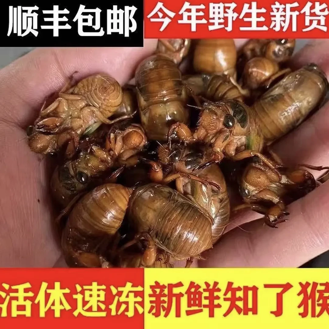 [顺丰冷链]2025纯野生爬叉知了猴白婵高蛋白饭店下酒菜可烧烤油炸