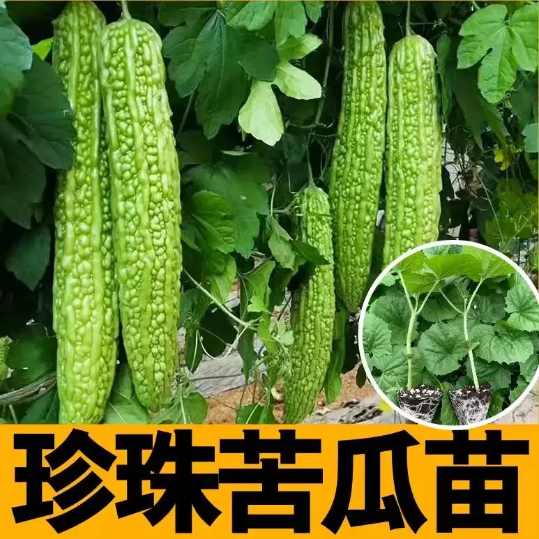 珍珠苦瓜苗秧苗嫁接高产种植苗带土四季阳台盆栽苦瓜苗子秧蔬菜苗