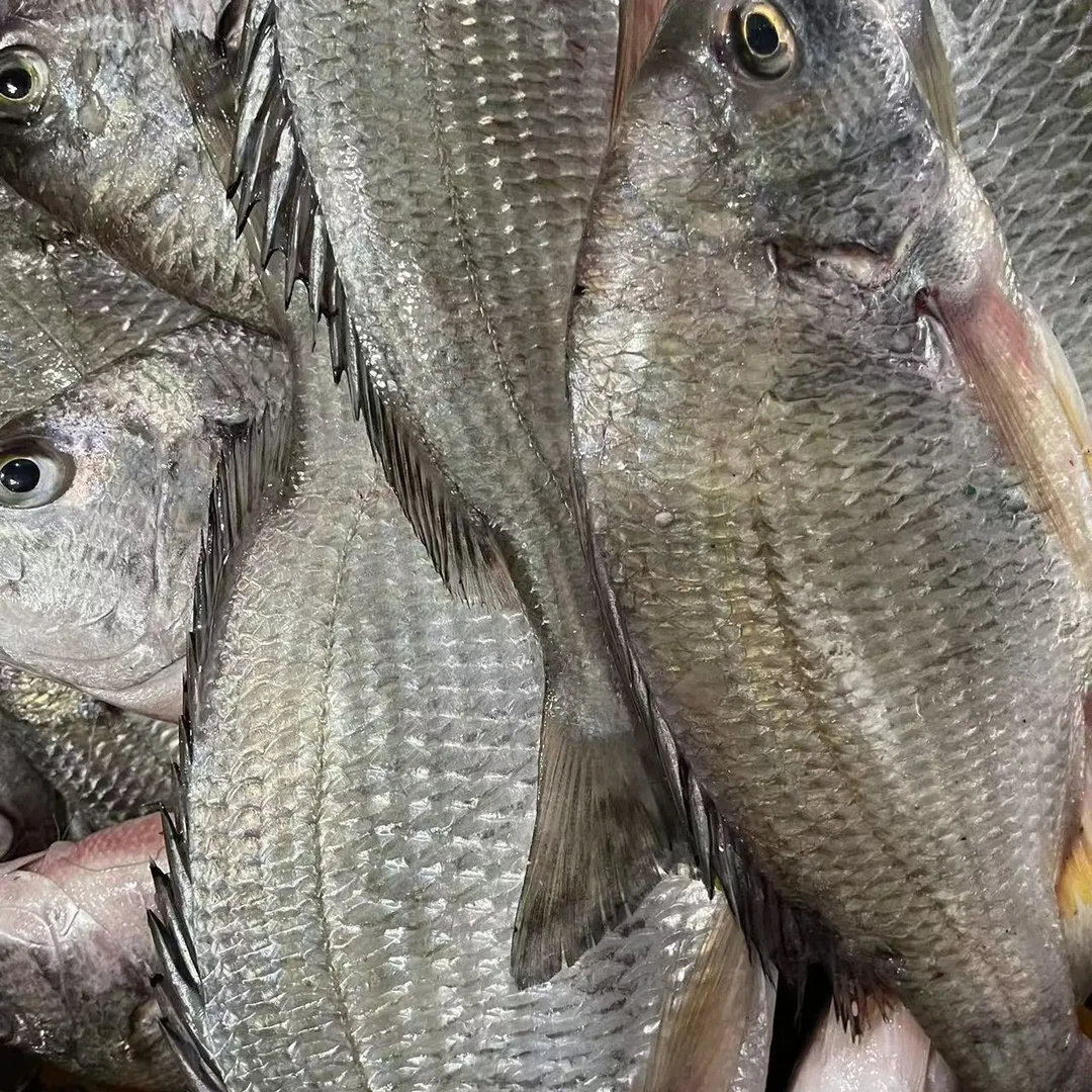 广东汕尾本港新鲜野生海捕黄脚立鱼