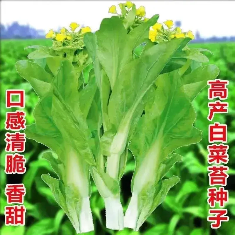 白菜苔种子阳台专用四季庭院种植脆嫩可口蔬菜小白菜种子