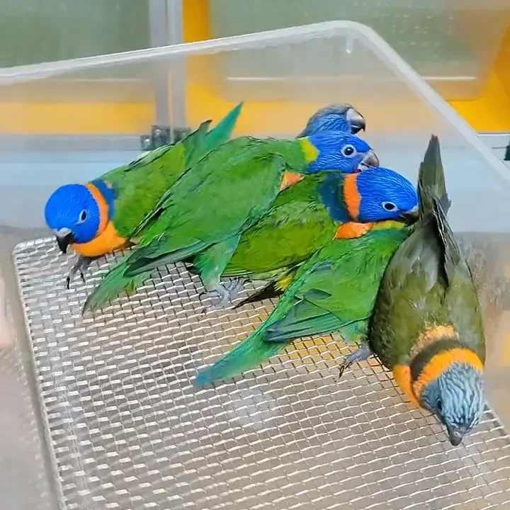 吸蜜鹦鹉活体手养宠物鸟适合家养