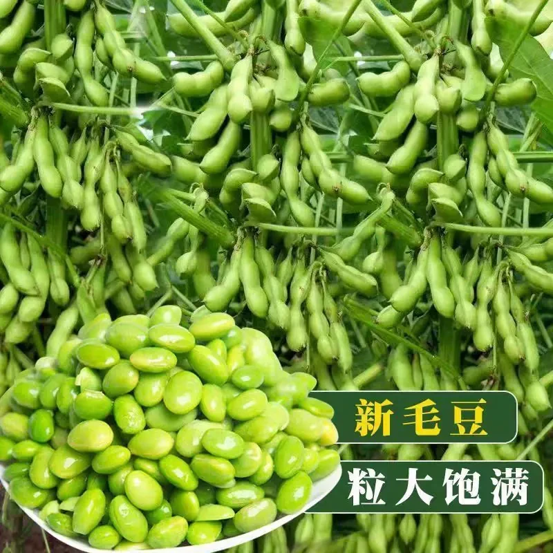 九月鲜大粒毛豆种子软糯清香耐热毛豆种子春播夏播抗病耐寒蔬菜