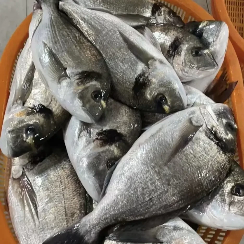 广东汕尾本港海捕金头雕鱼刺身肉质脆甜