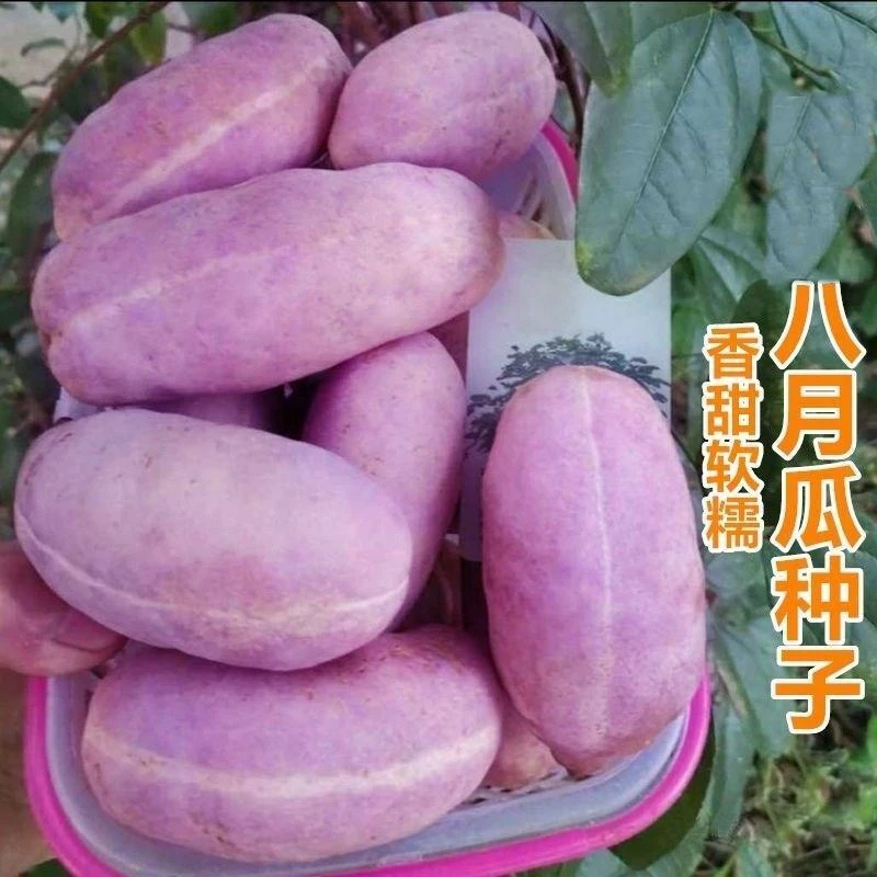 八月瓜种子特色紫果八月瓜树庭院爬藤植物食用水果八月炸种籽简单