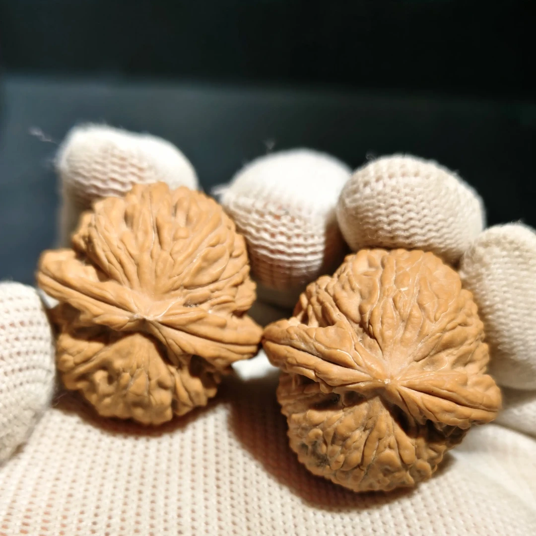 白狮子手捻34尺有一只尖有个小黄点一物一图090