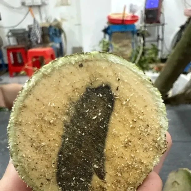 原木树段 以播间为准