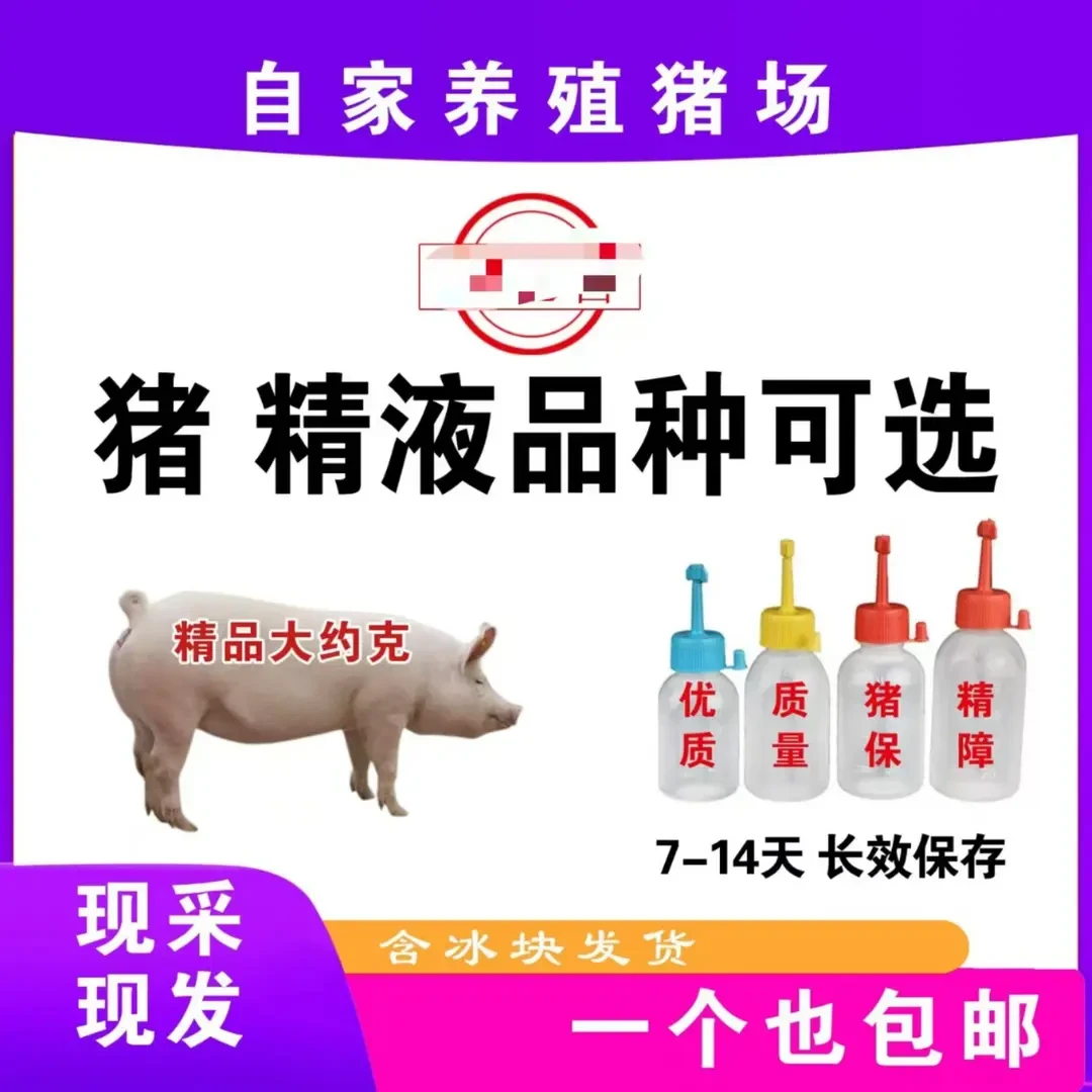 原种大约克种公猪精一个包邮包活原种大约克种公猪精一个包邮包活