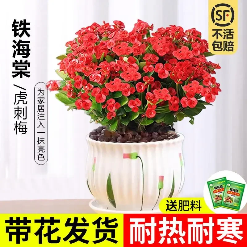 虎刺梅盆栽铁海棠室内花卉绿植四季开花办公室阳台耐干旱好养易活