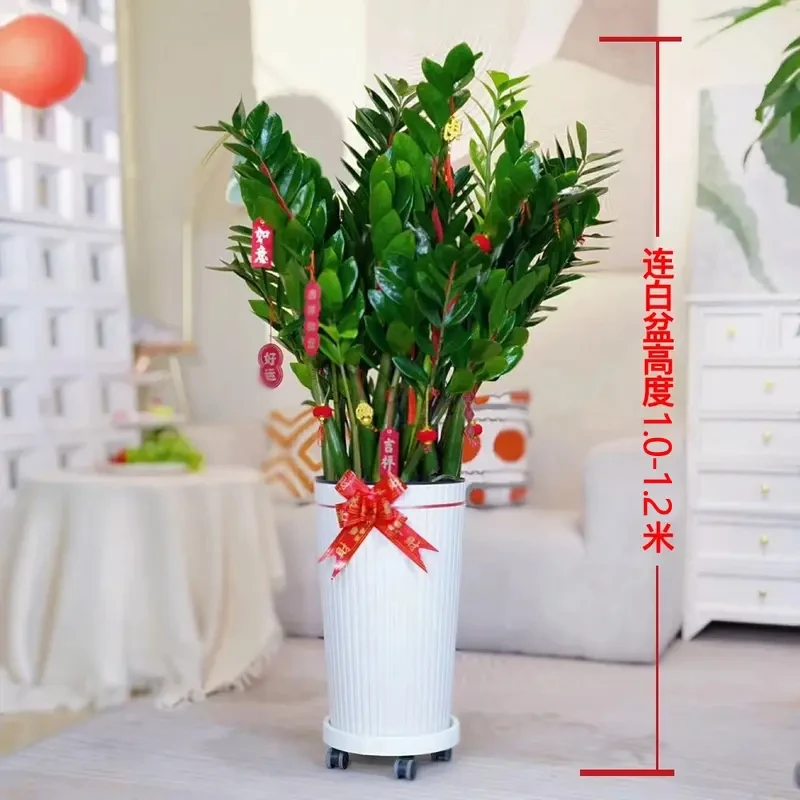 送货上门巨无霸含白盆1.1-1.4米金钱树大型绿植净化空气室内盆栽
