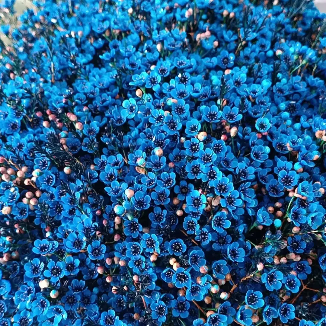 云南基地直发澳洲腊梅鲜花可适合客厅插花装饰