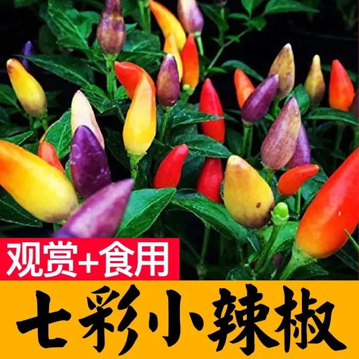 七彩辣椒苗尖椒朝天椒种子观赏食用四季阳庭院盆栽辣椒苗带土发货