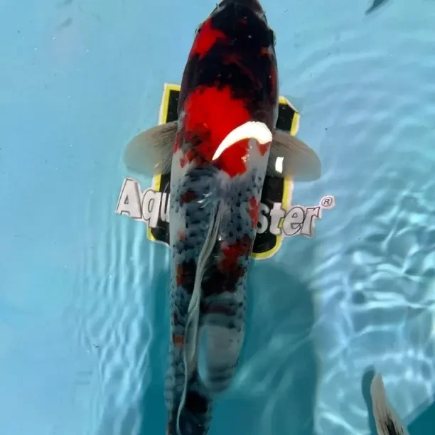 红白大正昭和锦鲤活体冷水观赏鱼淡水鱼好养耐活适合家养