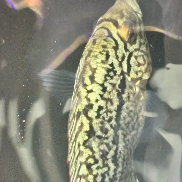 热带鱼观赏鱼马来西亚大体虫纹话罗汉鱼毒苗头苗极品苗