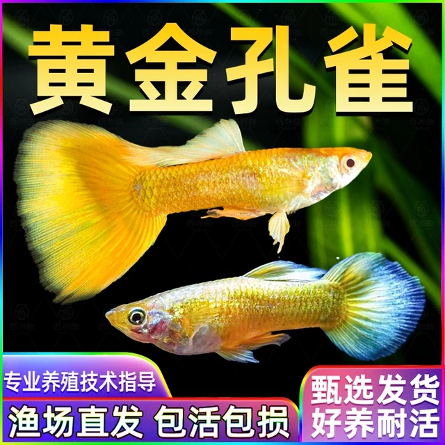 黄金孔雀鱼热带鱼鱼苗观赏鱼活体小型淡水好养耐活红绿灯斑马小鱼