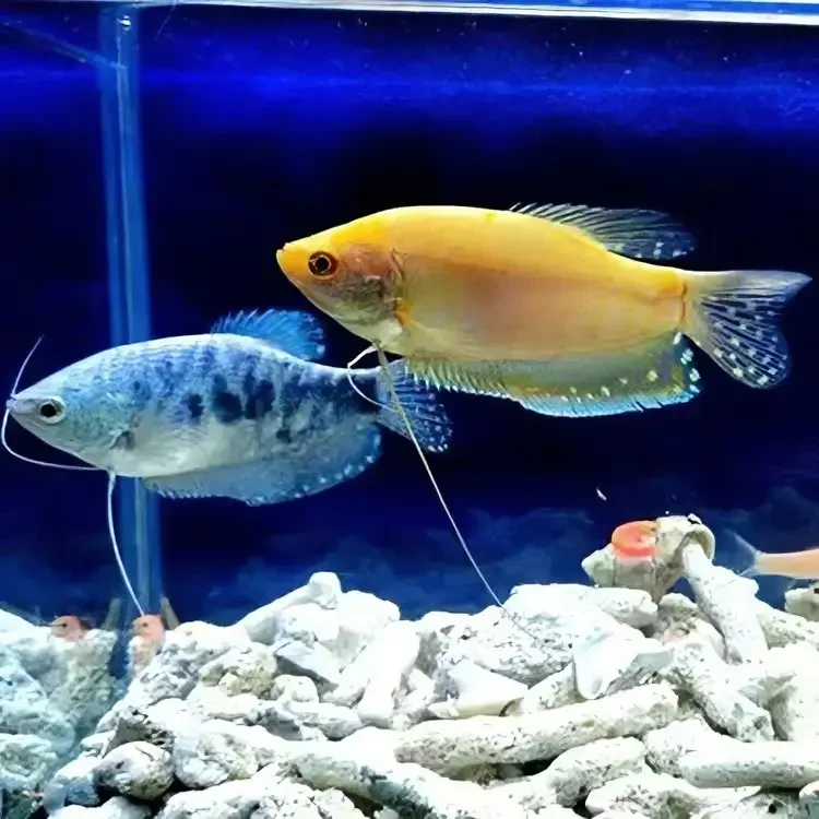 观赏曼龙鱼五彩招财丽丽鱼珍珠马甲好养耐活无需打氧冷水鱼观赏鱼