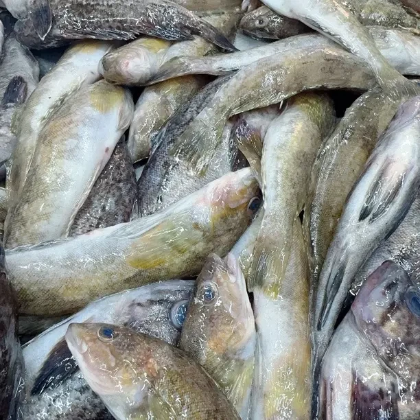 大连野生小杂拌鱼顺丰包邮冷冻发货