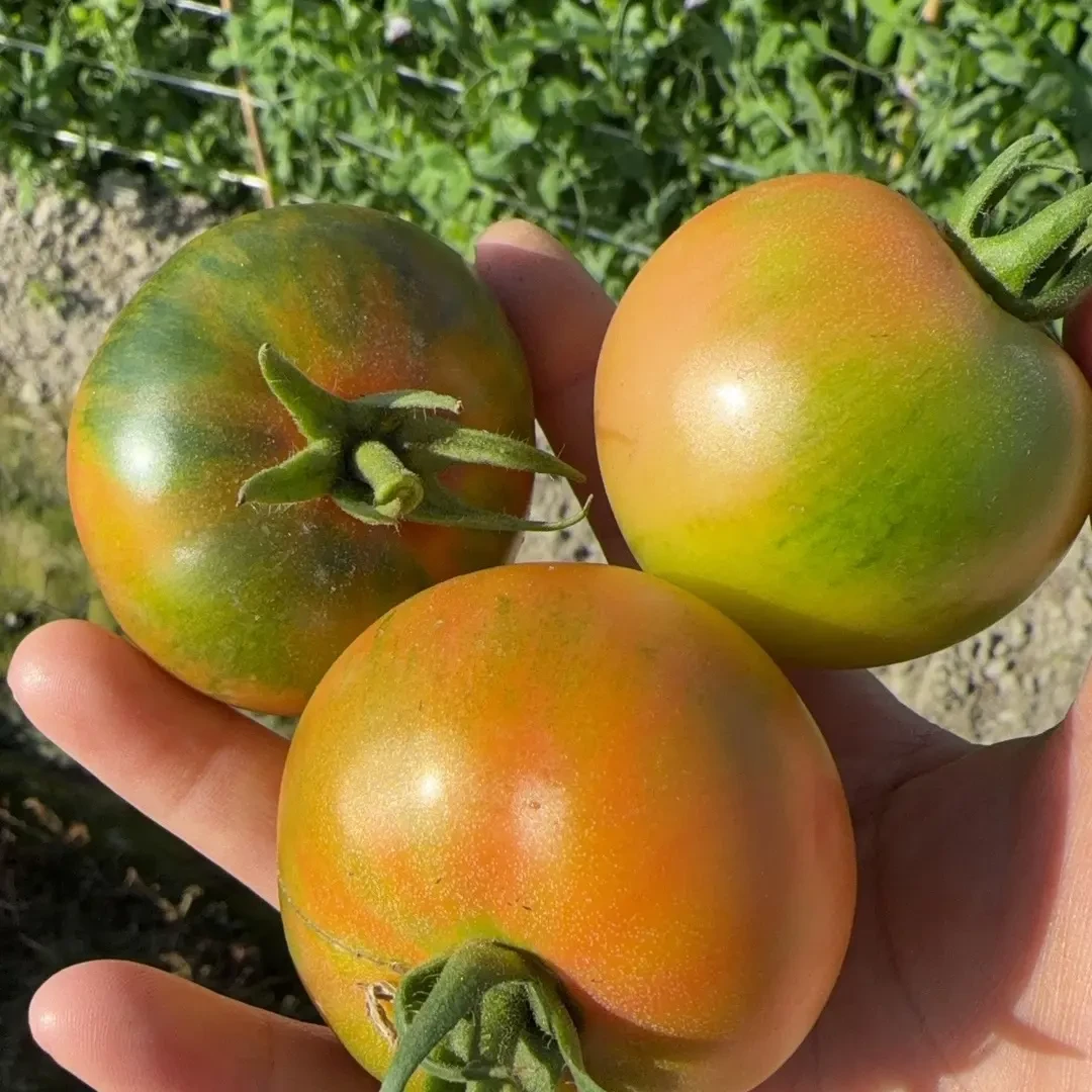 本地露天种植铁皮草莓西红柿现摘现发酸甜多汁