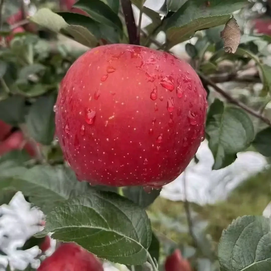 云南昭通冰糖心丑苹果脆甜多汁现摘现发产地直发当季红富士