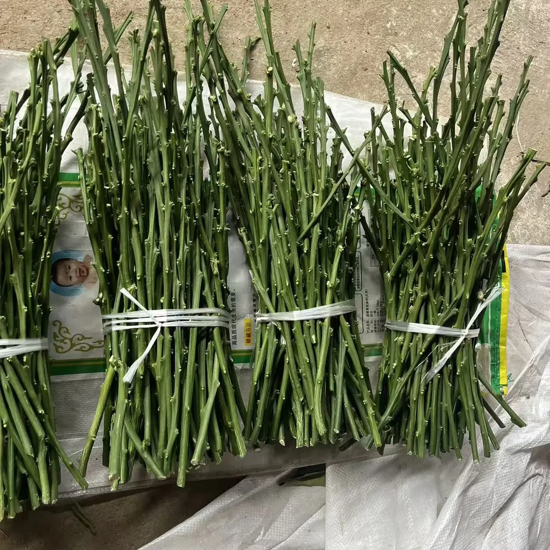 早熟杷杷柑嫁接枝条品种保真现剪现发包邮顺丰白掌