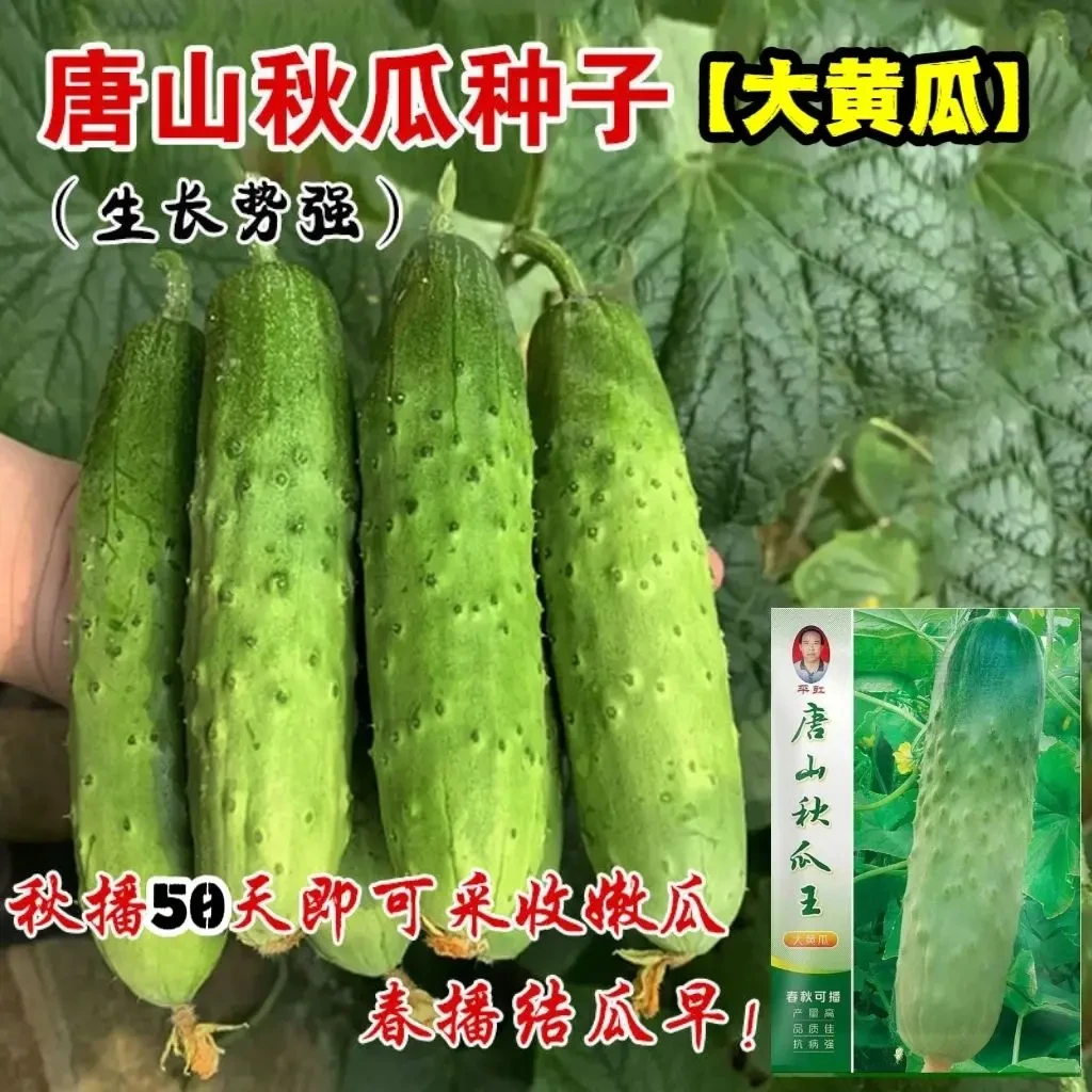唐山秋瓜种子本地老品种大黄瓜改良旱地黄瓜菜园蔬菜种子