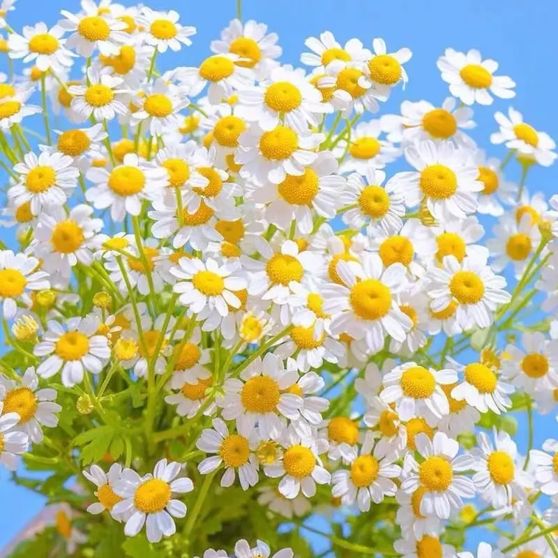 洋甘菊种子小洋甘菊花苗夏季耐热花籽简单四季春季阳台种植