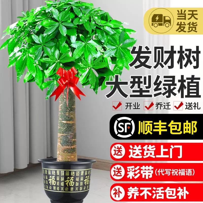 发财树盆栽大棵室内摆客厅大型步步高招财树绿植物办公室乔迁开业
