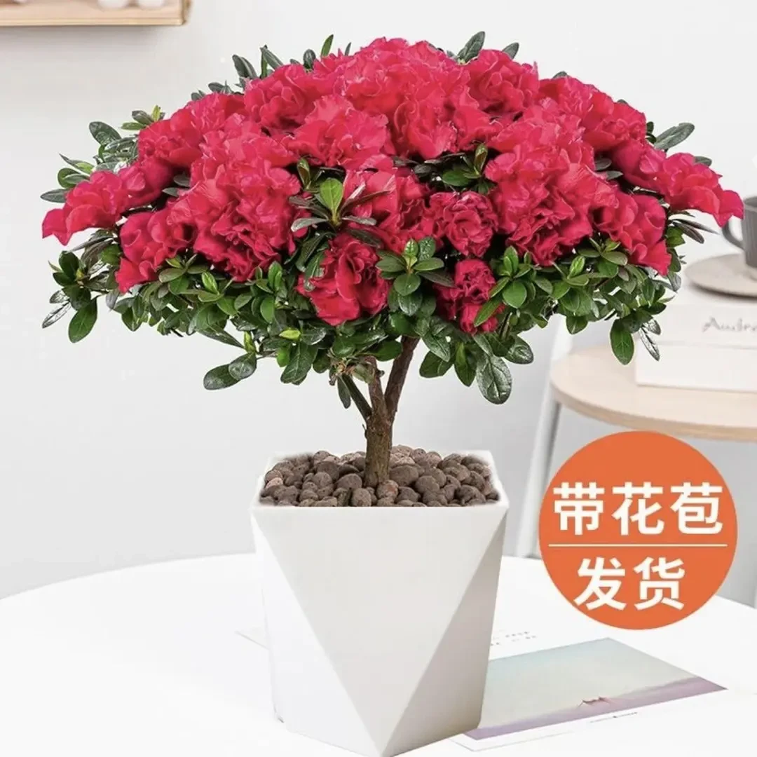 红色杜鹃花盆栽绿植展示植物带花苞发货快