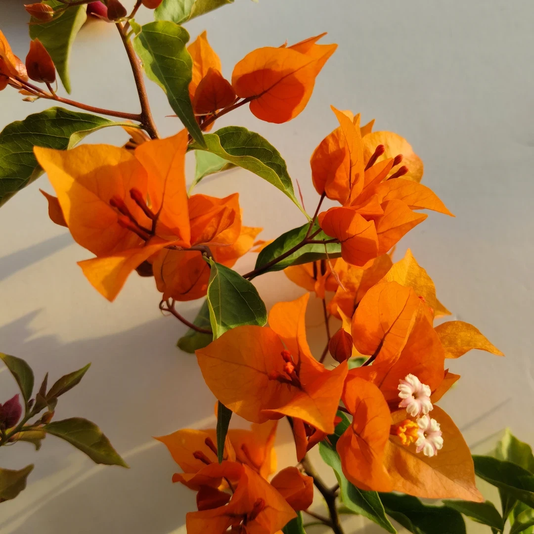 （橙桑巴）一物一拍原盆原土 落花落叶不售后 介意慎拍