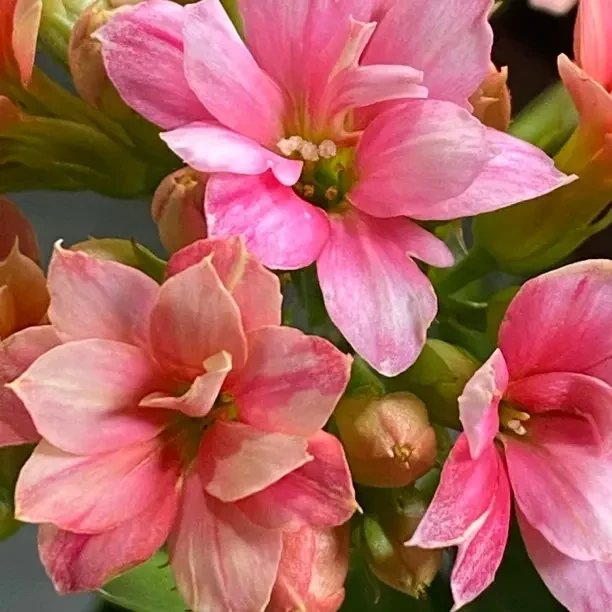 花仙子 110盆 长寿花