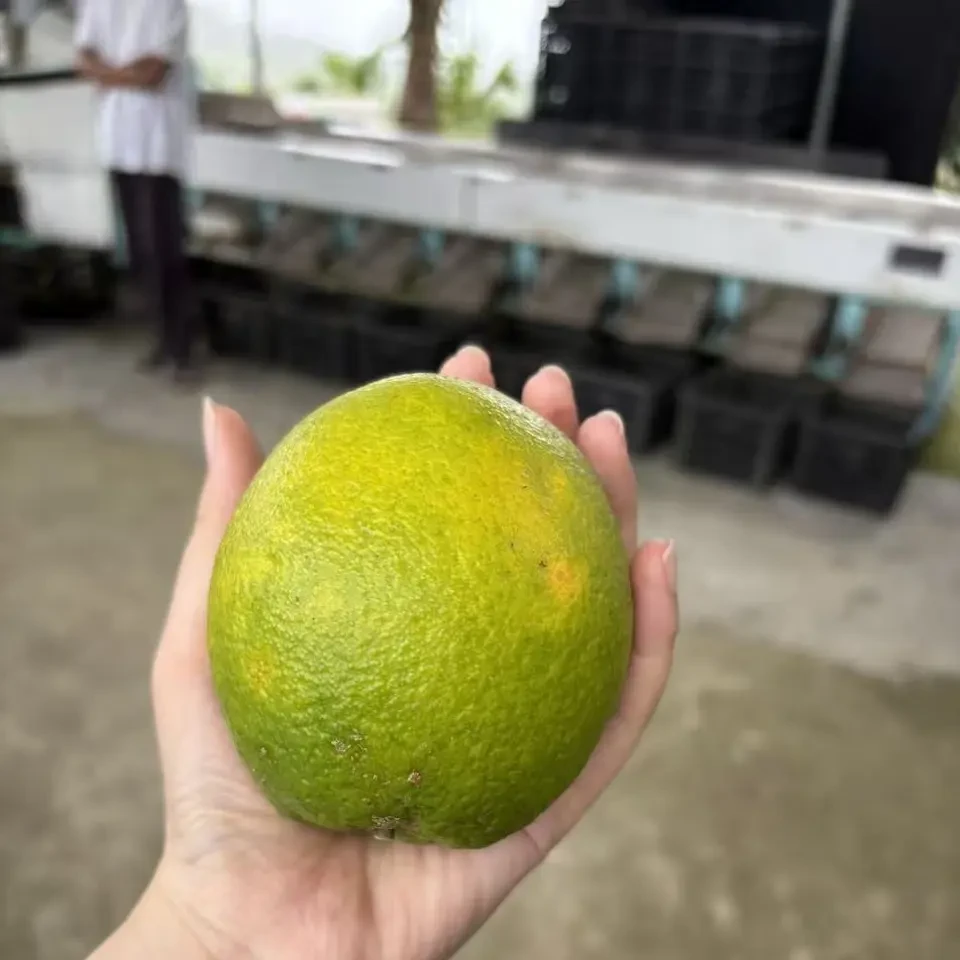 【琼中邮政】海南琼中脐橙
