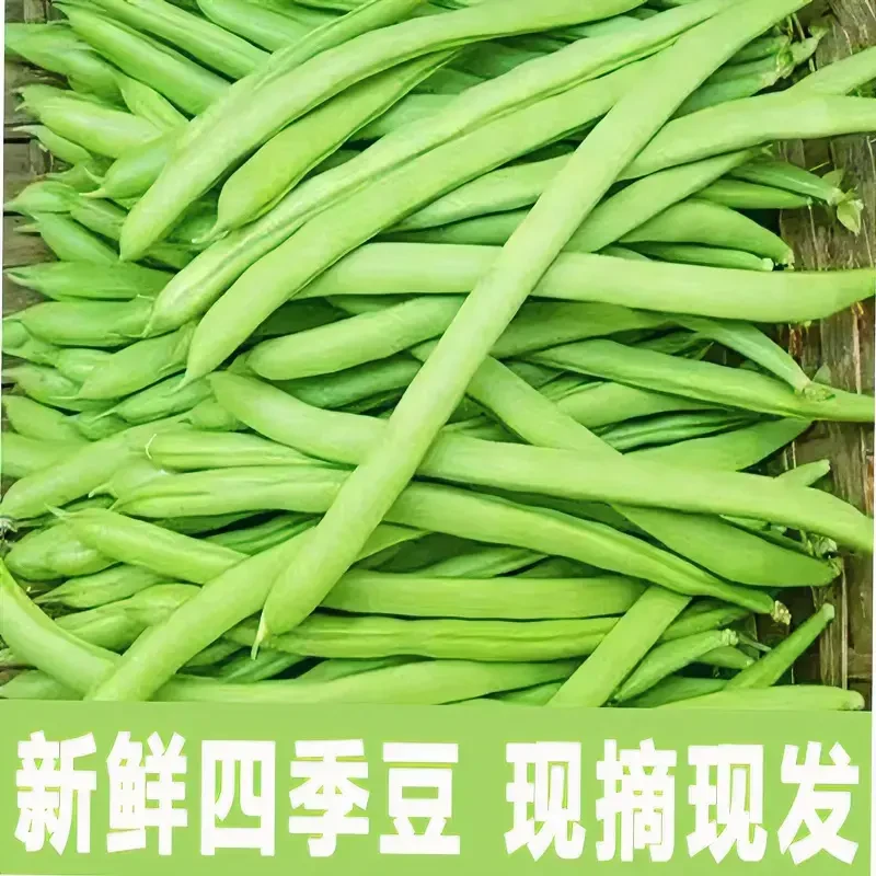 【四季豆】当季现摘现发露天农家自种扁豆云南产地直销新鲜脆嫩蔬菜