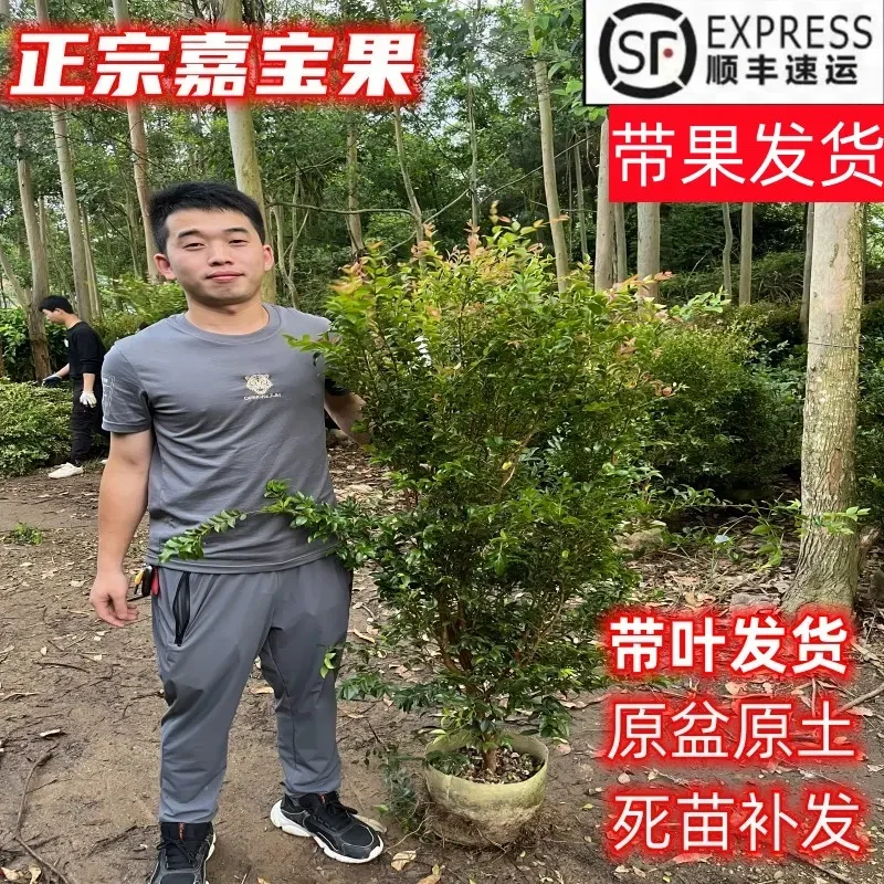 嘉宝果树苗树葡萄苗果树四季艾斯卡沙巴盆栽阳台庭院当年结果