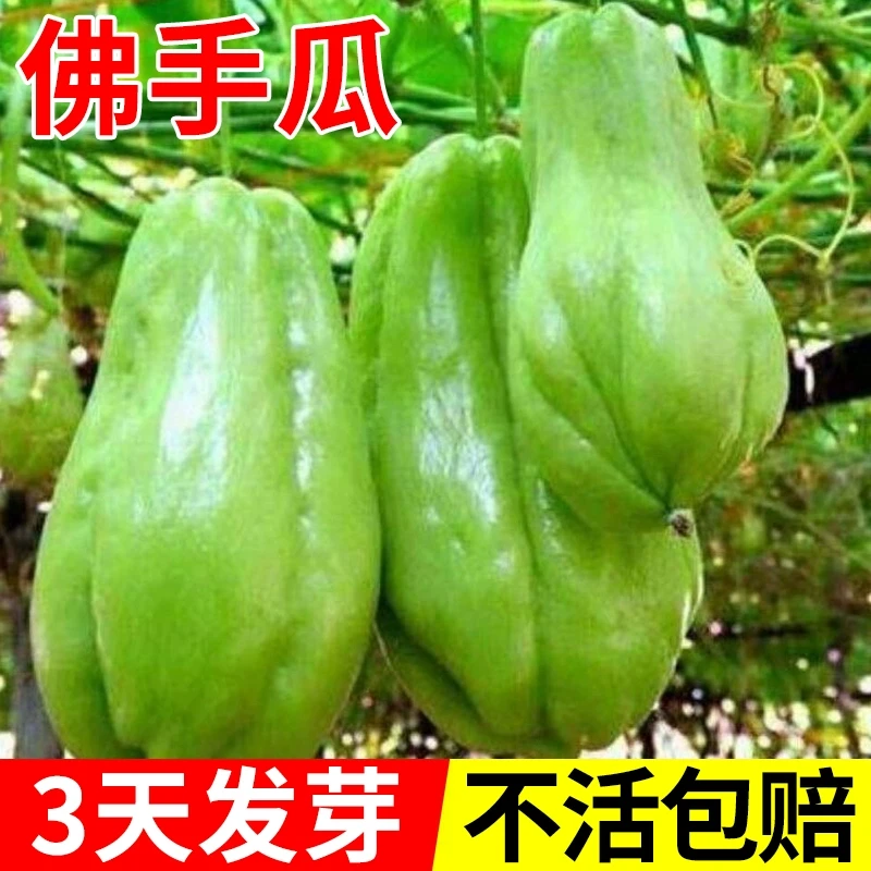 正宗当季新种佛手瓜苗秧瓜种带芽种子种籽子孑白种苗瓜苗发芽扶手