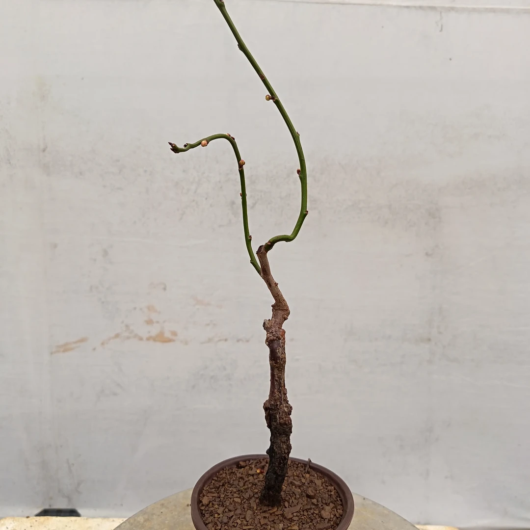 原生龙游梅茶台小品盆景素材