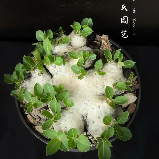 超大产地惠比须笑 潮流块根植物 一物一拍