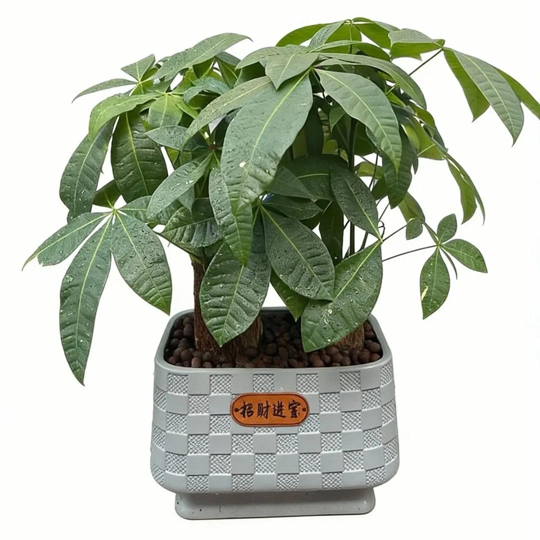 六杆发财树盆栽室内客厅办公室绿植四季常青好养招财转运观叶植物