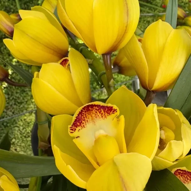 【曼丰花卉-月影】黄色大花蕙兰 室内好养 云南基地直发