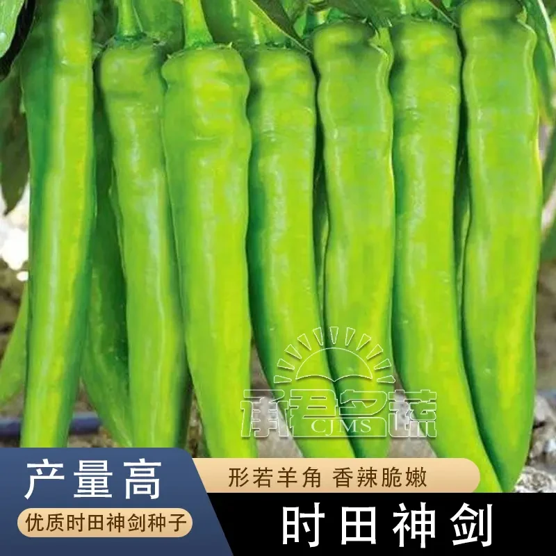 【买一送一】羊角椒种子高产不辣大果羊角椒辣椒籽阳台庭院盆栽