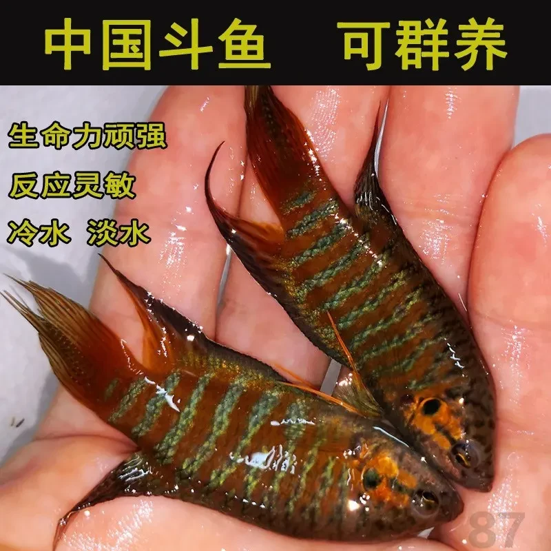 活体观赏鱼中国斗鱼淡水耐养小鱼小型淡水鱼包邮冷水鱼不2打氧气