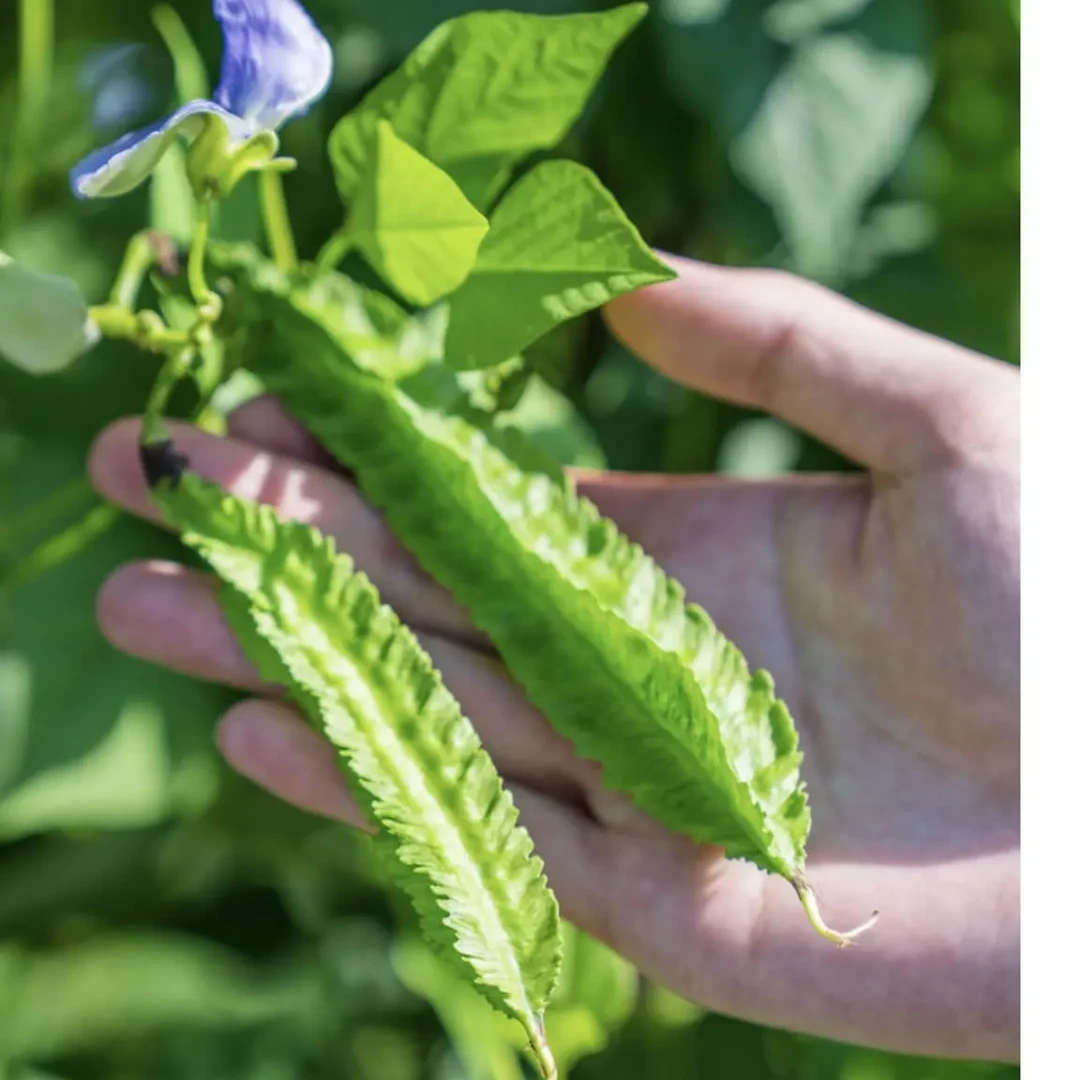 【顺丰空运】四角豆海南人的心头菜龙豆脆嫩清爽鲜摘发货