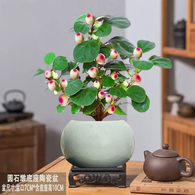 小盼菩提带果植物盆栽室内绿植净化空气禅意桌面盆景好养活树
