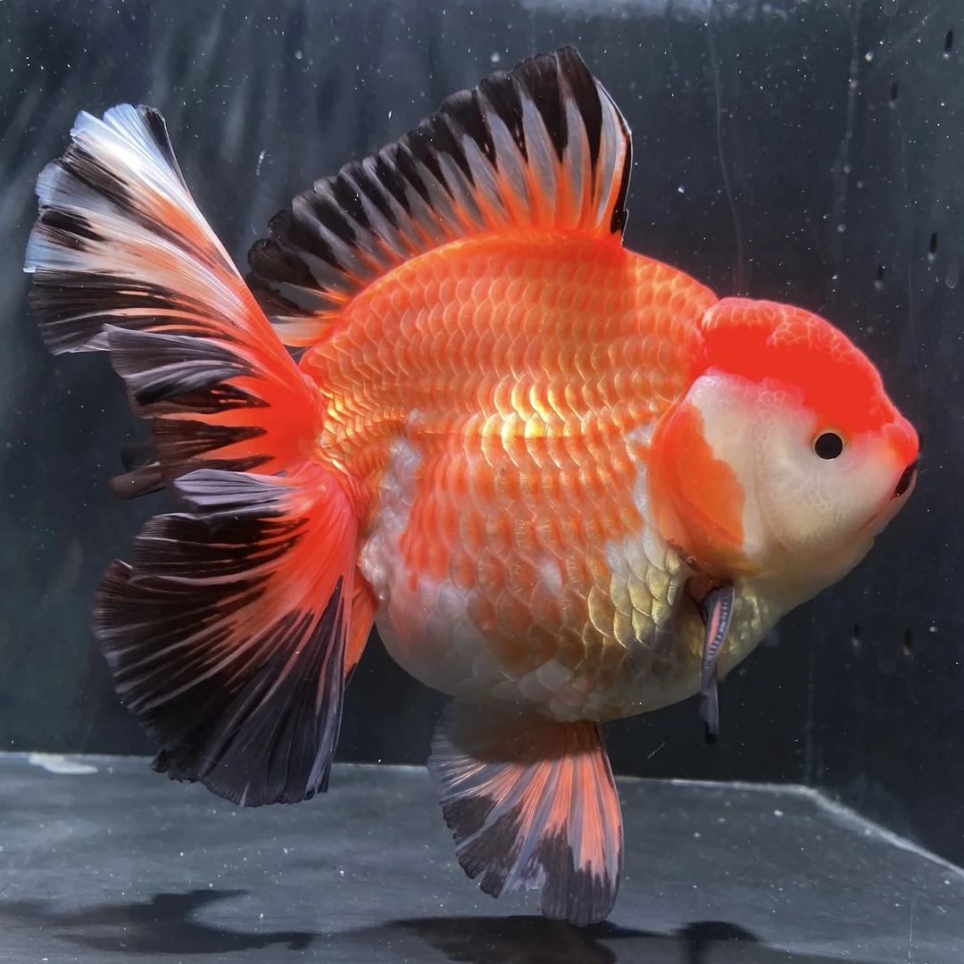 好养耐活冷水观赏金鱼泰狮鱼苗活体