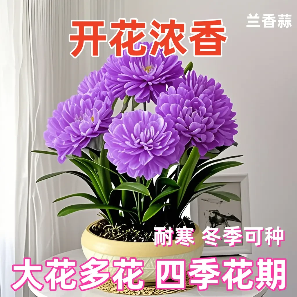 【四季开花】新品晚香兰球根驱蚊四季开花重瓣大花浓香型花卉盆栽